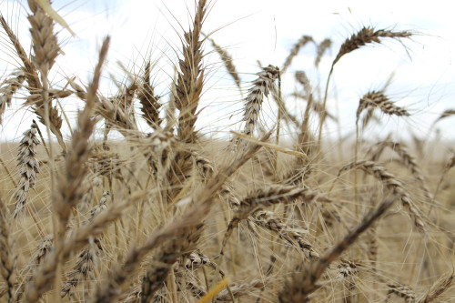 Exclusive-China buys Canadian, Australian wheat as heat hits crop, traders say